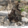 polygonia c-album 3male3